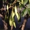  Pierre Bonnet - Fraxinus angustifolia Vahl [1804]