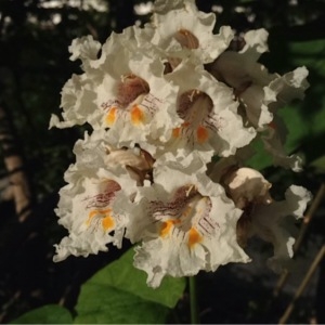 Photographie n°252127 du taxon Catalpa bignonioides Walter [1788]