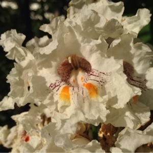 Photographie n°252128 du taxon Catalpa bignonioides Walter [1788]