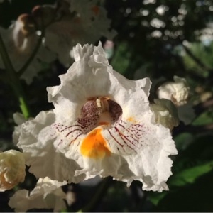 Photographie n°252129 du taxon Catalpa bignonioides Walter [1788]