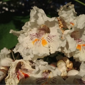 Photographie n°252130 du taxon Catalpa bignonioides Walter [1788]