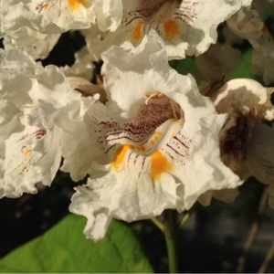 Photographie n°252131 du taxon Catalpa bignonioides Walter [1788]