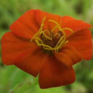 Crassina elegans (Jacq.) Kuntze (Zinnia)