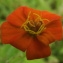  Jean-Claude Echardour - Zinnia elegans Jacq. [1792]