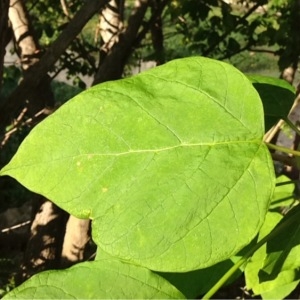 Photographie n°252136 du taxon Catalpa bignonioides Walter [1788]