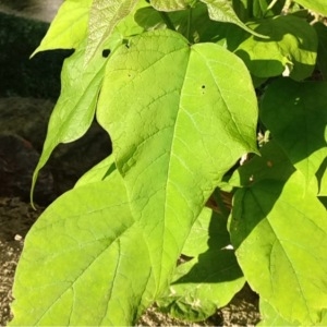 Photographie n°252137 du taxon Catalpa bignonioides Walter [1788]