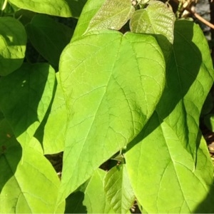 Photographie n°252140 du taxon Catalpa bignonioides Walter [1788]