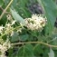  Pierre Bonnet - Ailanthus altissima (Mill.) Swingle [1916]