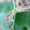  Pierre Bonnet - Aristolochia clematitis L.