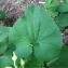  Pierre Bonnet - Aristolochia clematitis L.