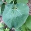  Pierre Bonnet - Aristolochia clematitis L.