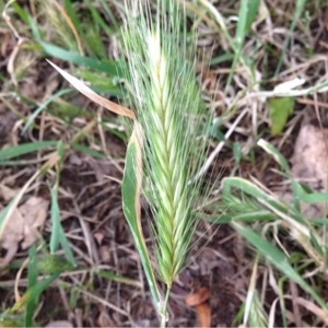 Photographie n°252189 du taxon Hordeum murinum L. [1753]