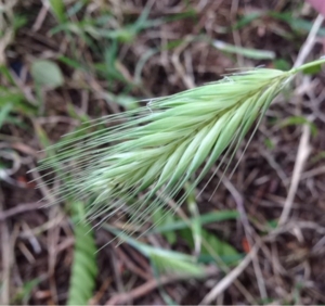 Pierre Bonnet, le 22 mai 2014 (Montpellier)