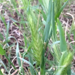 Photographie n°252193 du taxon Hordeum murinum L. [1753]