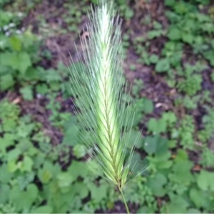 Photographie n°252196 du taxon Hordeum murinum L. [1753]