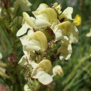 Photographie n°252216 du taxon Pedicularis tuberosa L. [1753]