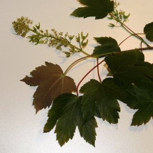 Photographie n°252219 du taxon Acer pseudoplatanus f. purpurascens Pax [1886]
