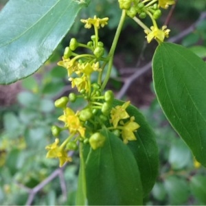 Paliurus microcarpus Wilmott (Épine du Christ)