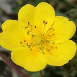 Photographie n°252252 du taxon Potentilla grandiflora L. [1753]