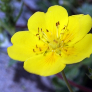 Photographie n°252254 du taxon Potentilla grandiflora L. [1753]