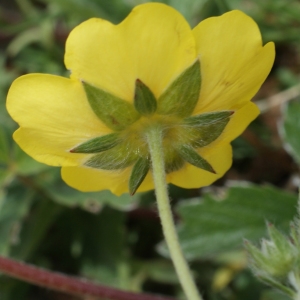 Photographie n°252255 du taxon Potentilla grandiflora L. [1753]