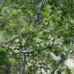 Photographie n°252257 du taxon Prunus brigantiaca Chaix [1785]