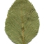  Liliane Roubaudi - Prunus brigantiaca Chaix [1785]
