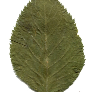 Prunus brigantina Vill. (Marmottier)
