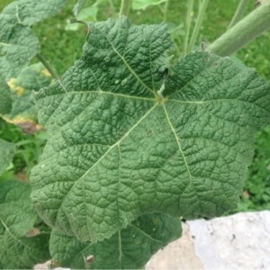 Photographie n°252263 du taxon Alcea rosea L. [1753]