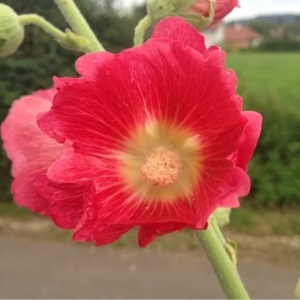 Photographie n°252266 du taxon Alcea rosea L. [1753]