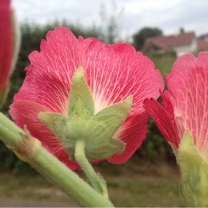 Photographie n°252269 du taxon Alcea rosea L. [1753]