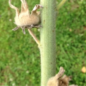 Photographie n°252270 du taxon Alcea rosea L. [1753]