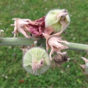 Photographie n°252272 du taxon Alcea rosea L. [1753]