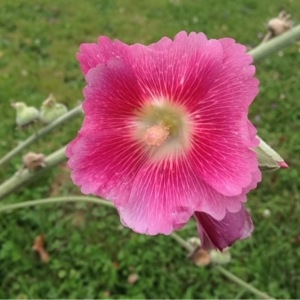 Photographie n°252273 du taxon Alcea rosea L. [1753]