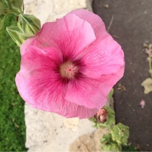 Photographie n°252281 du taxon Alcea rosea L. [1753]