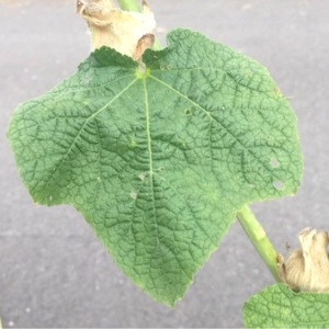 Photographie n°252282 du taxon Alcea rosea L. [1753]