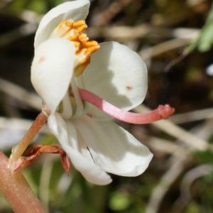 Pyrola rotundifolia L. (Pirole à feuilles rondes)