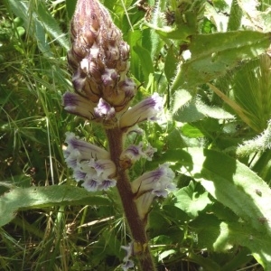 Photographie n°252318 du taxon Orobanche crenata Forssk. [1775]