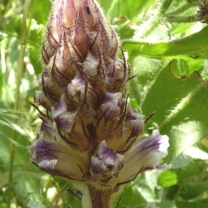 Photographie n°252319 du taxon Orobanche crenata Forssk. [1775]