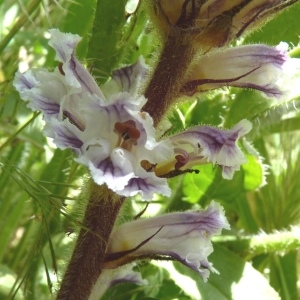 Photographie n°252320 du taxon Orobanche crenata Forssk. [1775]