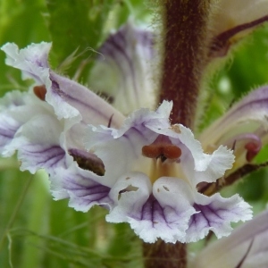 Photographie n°252321 du taxon Orobanche crenata Forssk. [1775]