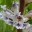  Ans Gorter - Orobanche crenata Forssk. [1775]