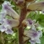  Ans Gorter - Orobanche crenata Forssk. [1775]