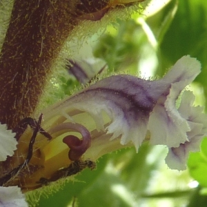 Photographie n°252324 du taxon Orobanche crenata Forssk. [1775]