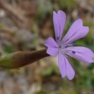 Diosanthos proliferum (L.) Bubani (Oeillet prolifère)