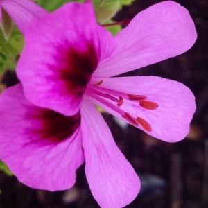 Pelargonium sp.