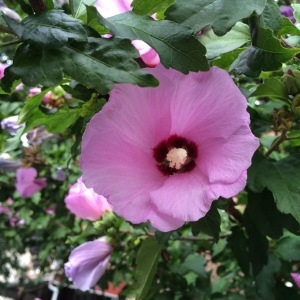 Photographie n°252376 du taxon Hibiscus syriacus L. [1753]