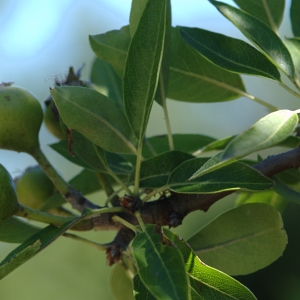 Photographie n°252384 du taxon Pyrus spinosa Forssk. [1775]