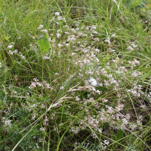 Photographie n°252393 du taxon Asperula cynanchica L. [1753]