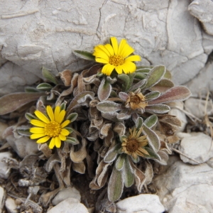 Photographie n°252404 du taxon Asteriscus maritimus (L.) Less. [1832]